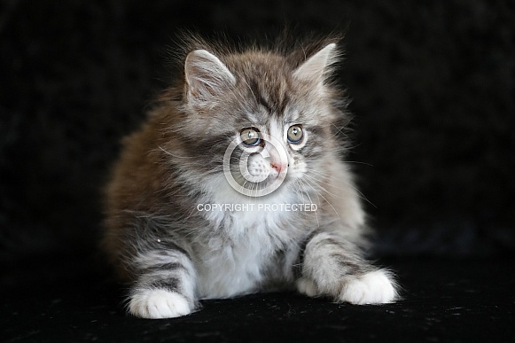 Maine Coon