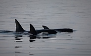Family of marine mammal eating Biggs Killer whales.