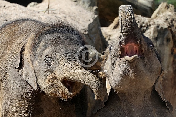 Young elephant (Elephas maximus)