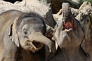 Young elephant (Elephas maximus)