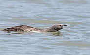 Red-throated Loon Showing Aggression