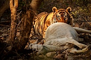 Beautiful tiger in the nature habitat. Tiger pose in amazing light. Wildlife scene with wild animal. Indian wildlife. Indian tiger. Panthera tigris tigris.