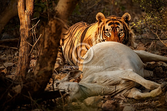 Beautiful tiger in the nature habitat. Tiger pose in amazing light. Wildlife scene with wild animal. Indian wildlife. Indian tiger. Panthera tigris tigris.