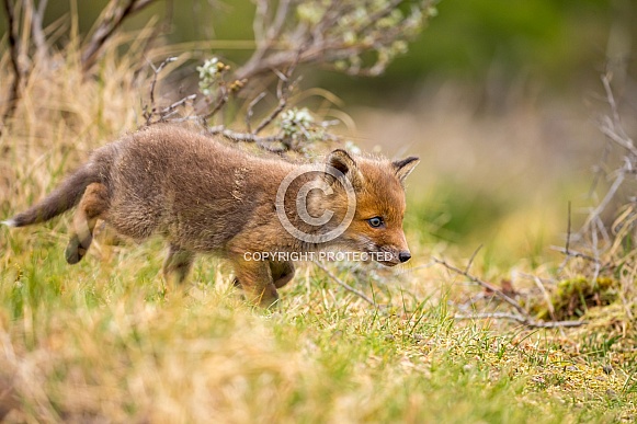Red fox cubs Red fox cubs