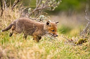 Red fox cubs