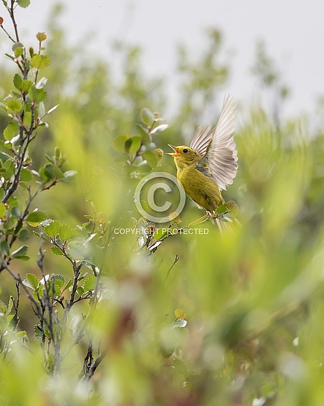 Male Wilson's Warbler in Alaska