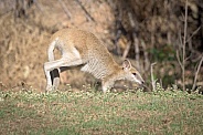 Wallaby on front legs while hopping