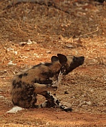 African Wild Dog (Painted dog)