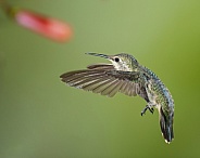 Hummingbird - Female or Immature Male
