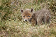 Red fox cubs in there natural habitat