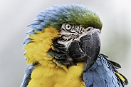 Blue and Gold Macaw Head Shot