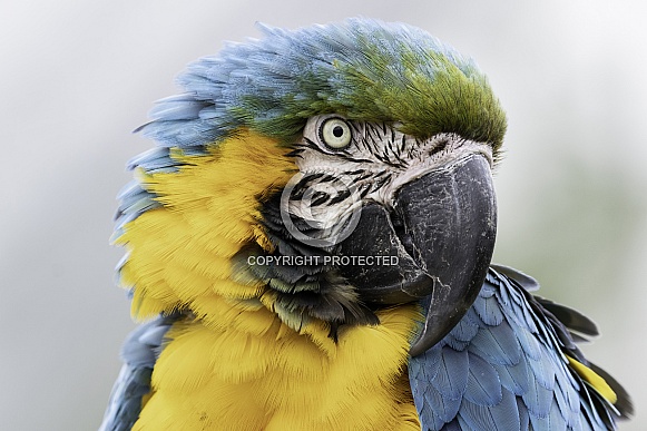 Blue and Gold Macaw Head Shot Blue and Gold Macaw Head Shot