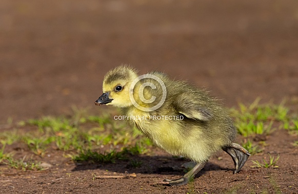 Gosling Gosling
