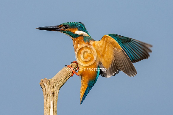 Male Kingfisher Male Kingfisher