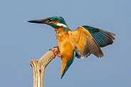 Male Kingfisher