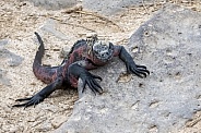 Galápagos Marine Iguana (Male)
