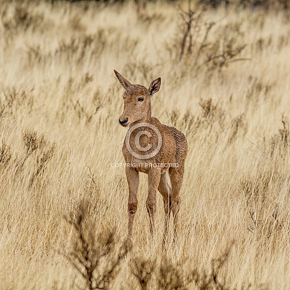 Red Hartebeest Calf