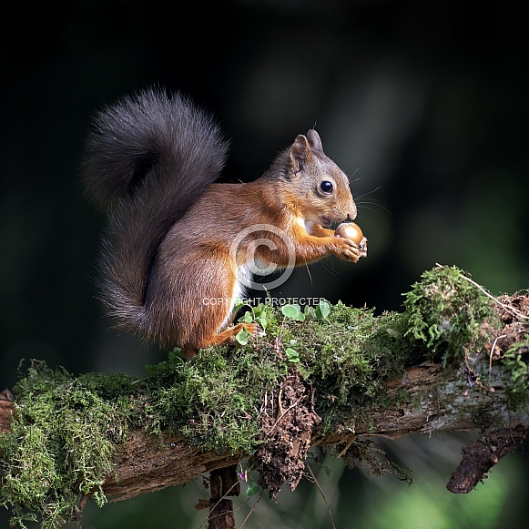 Red Squirrel Red Squirrel