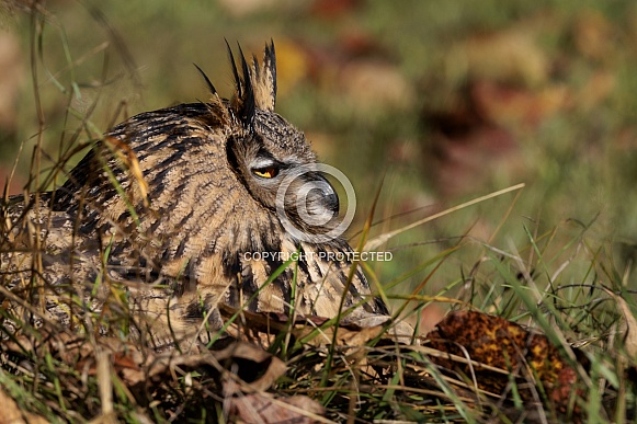Eurasian Eagle Owl