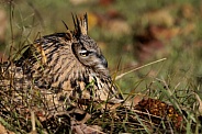 Eurasian Eagle Owl