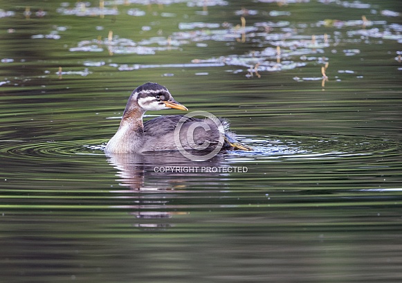 Red-necked Grebe Chick in Alaska