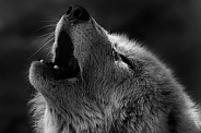 Arctic Wolf Howling Black and White