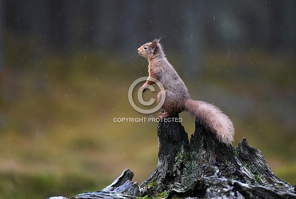 Red Squirrel