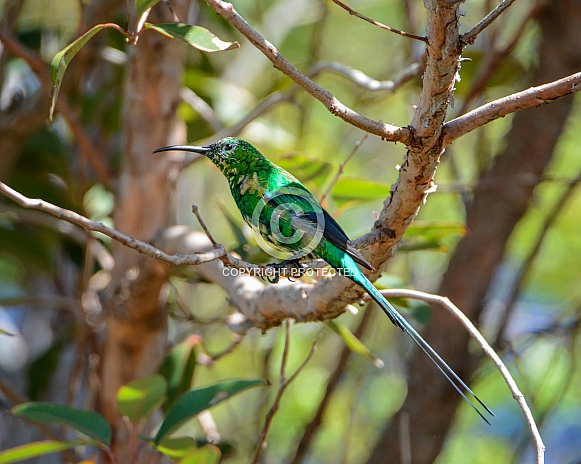 Malachite Sunbird