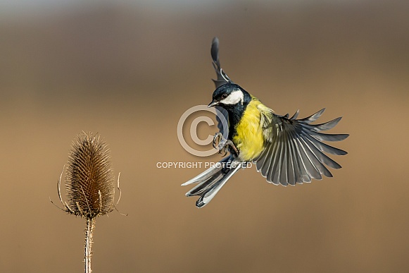 Great Tit