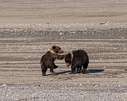 Two bear cubs playing on the beach