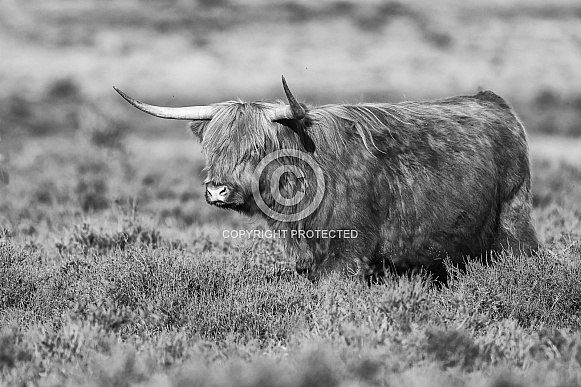 Highland Cattle Highland Cattle