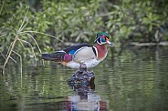 male wood duck or Carolina duck - Aix sponsa - perched on top of small stump at waters edge