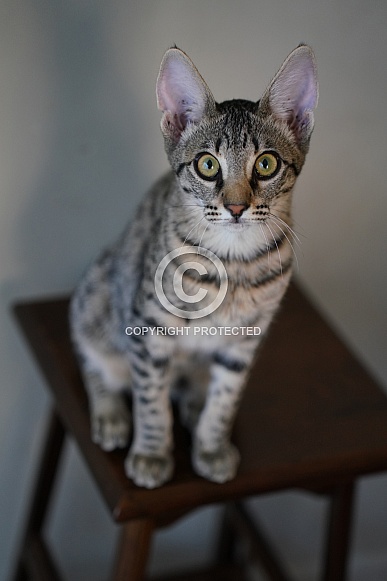 Savannah Cat