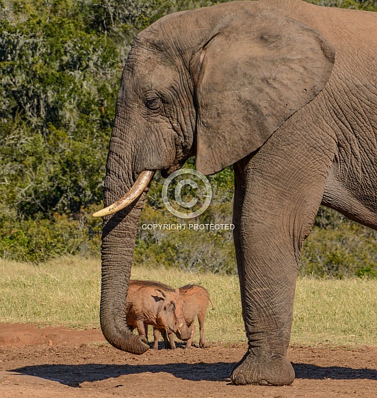 The mighty and the small