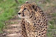 cheetah close up