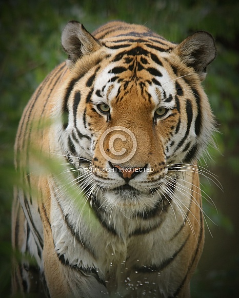 Amur tiger