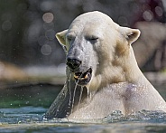 Polar bear bathing