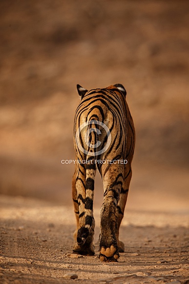 Beautiful tiger in the nature habitat. Tiger pose in amazing light. Wildlife scene with wild animal. Indian wildlife. Indian tiger. Panthera tigris tigris.