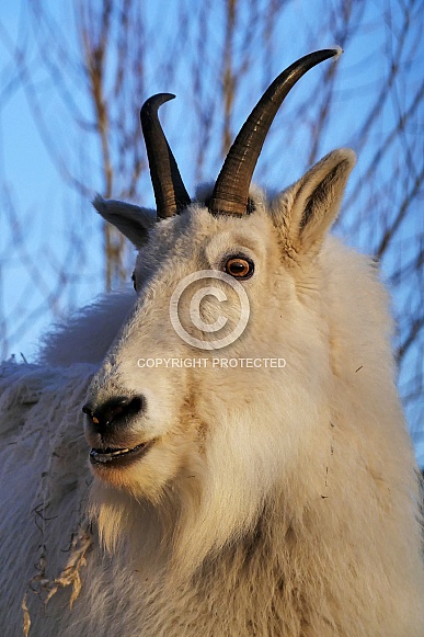 Mountain goat Mountain goat