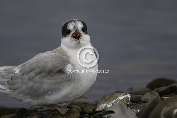 Arctic tern