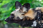 Profile of a wild dog