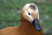 Ruddy Shell Duck