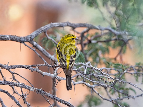 Yellow Canary Yellow Canary