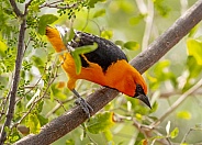 Altamira Oriole