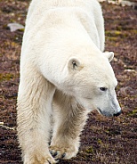 Wild Polar Bear in Canada