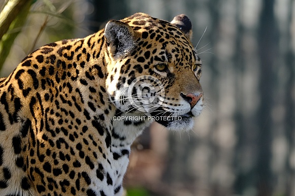 Jaguar Portrait, Head looking Right.