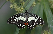 Christmas Swallowtail