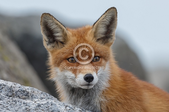 Red Fox Red Fox