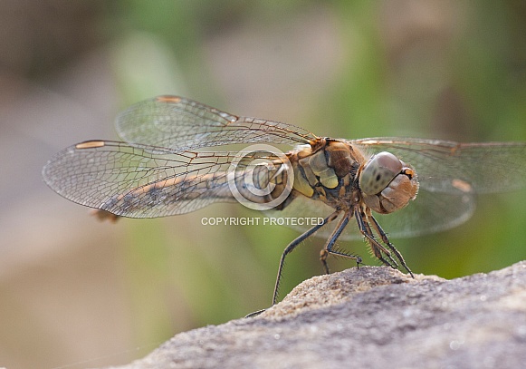Common darter  dragonfly