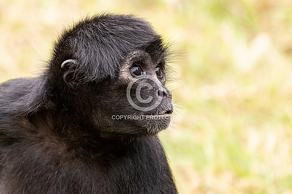 Columbian Black Spider Monkey Looking To The Side